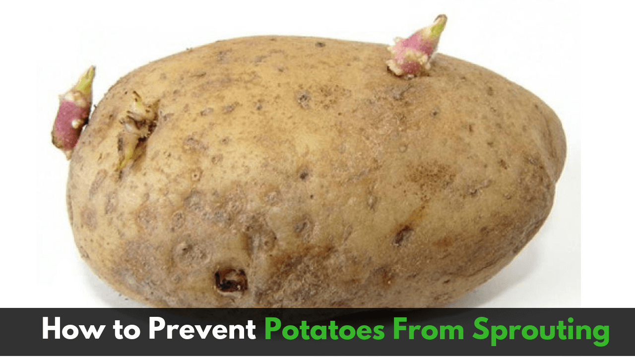 How To Prevent Potatoes From Sprouting Indian Vegetarian Recipes By Siddhi Quick Recipes Cooking Ideas